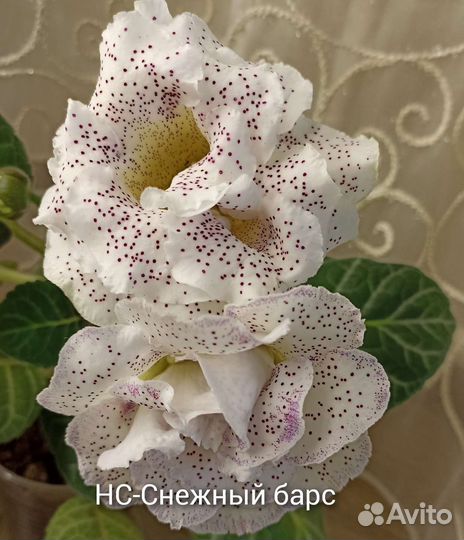 Глоксинии махровые-нс