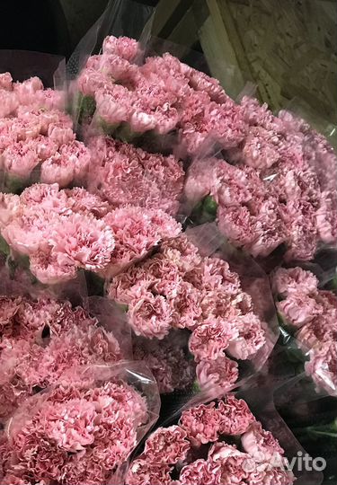 Гвоздики цветы