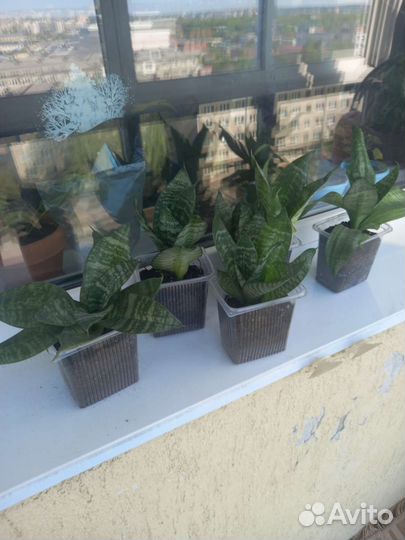 Сансевиерия