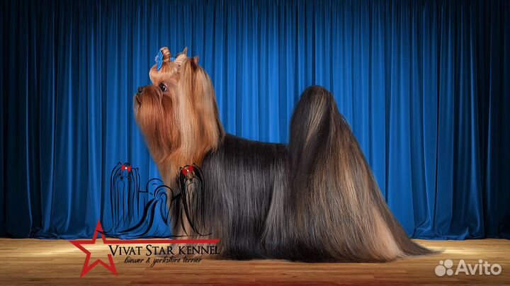 Вязка йорк чемпион