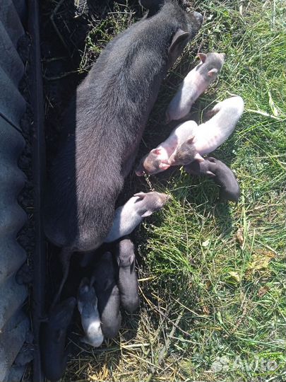 Вьетнамские вислобрюхие поросята