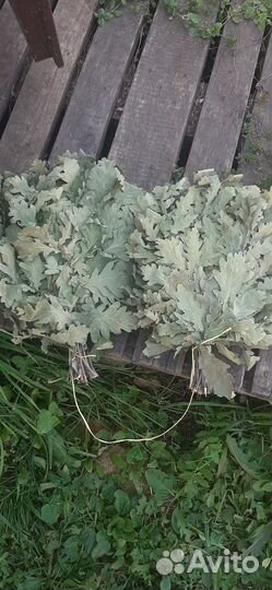 Дубовые веники для бани