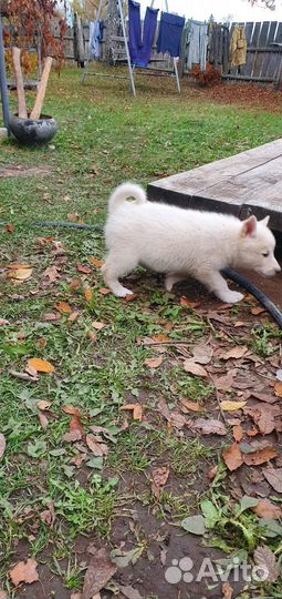 Щенок лайки западно-сибирской