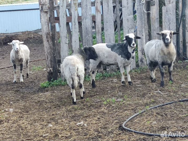 Телята бычки