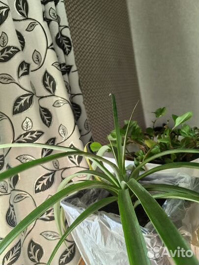 Комнатныей Ананас