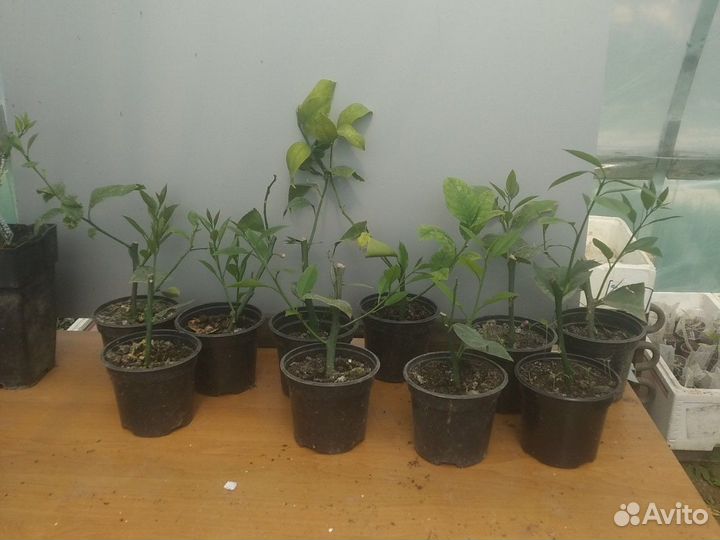 Саженцы лимона мейера