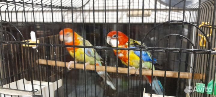 Попугайчик розелла девочка