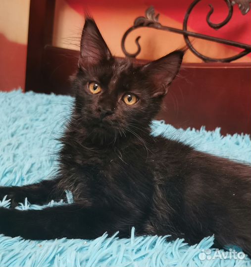 Котик мейн кун