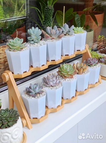 Стеллаж для кашпо подставка витрина для горшков