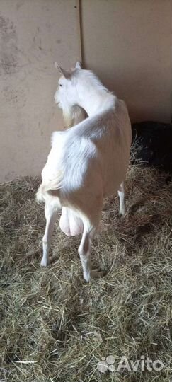 Козел. Доставка