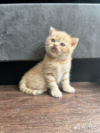 Продам шотландских котят