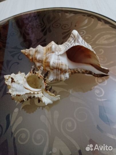 Ракушки в аквариум