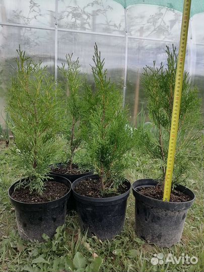 Туя смарагд