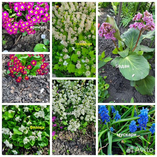 Цветы многолетник калла пион ирис карликовый