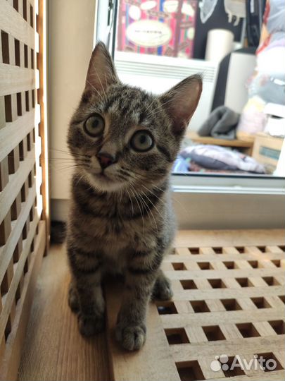 Боря котенок