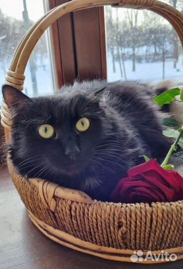 Черная ангорская кошка с зелеными глазами