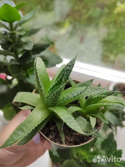 Комнатные цветы алоэ