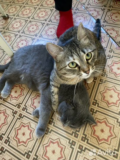 Отдам кошку в хорошие руки