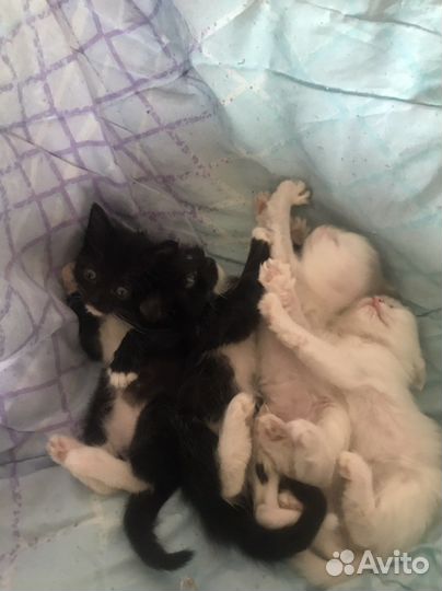 Котятки