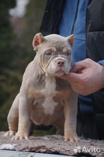 Американский булли дочь Папая