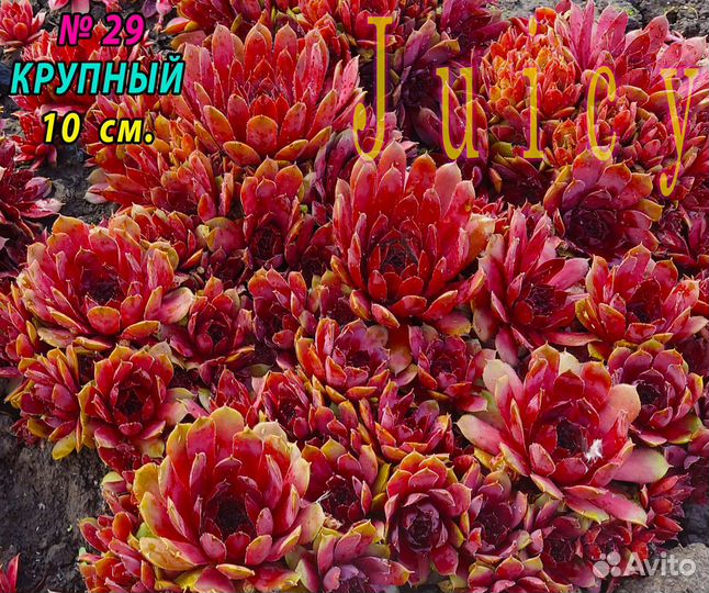 5.Сортовые Суккуленты Молодило.Каменные розы