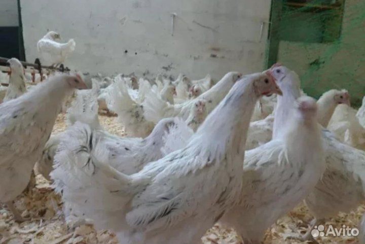 Молодые куры несушки