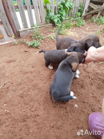 Щеночки от маленькой собаки