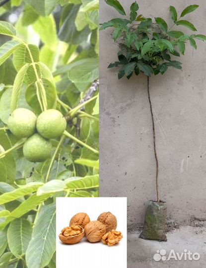 Саженцы грецкого ореха оптом и в розницу