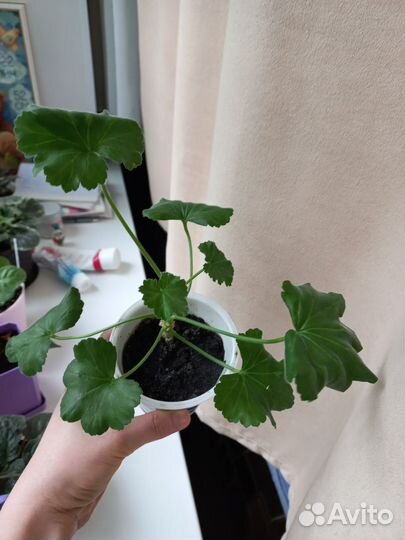 Хавортия & Герань красная