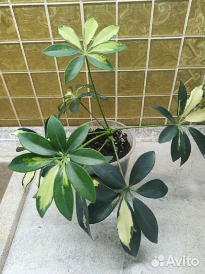 Шефлера вариегатная