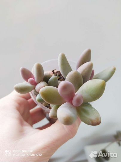 Суккуленты и другие растения 5