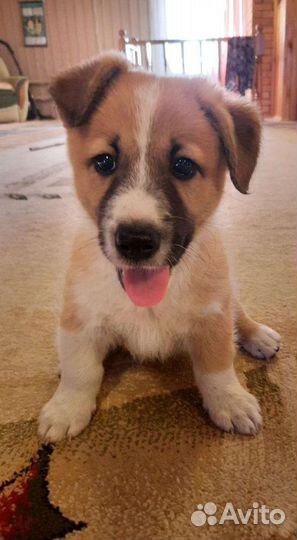 Позитивные щенки в дар