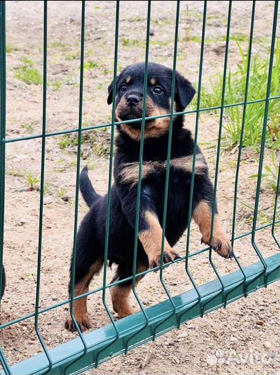 Щенки ротвейлера с доставкой