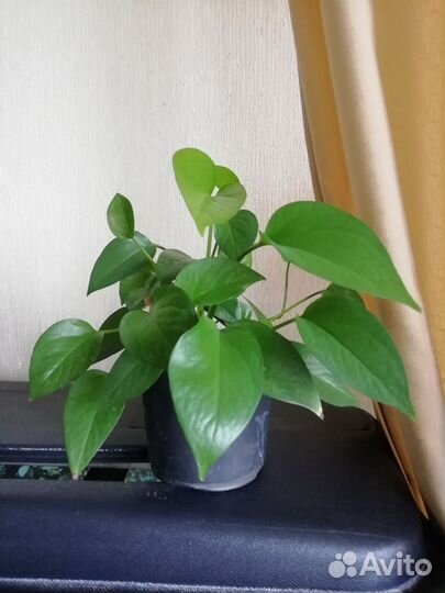 Сциндапсус