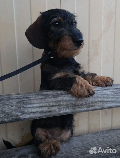 Продажа щенков таксы