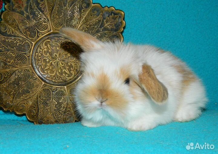 Карликовый барашек