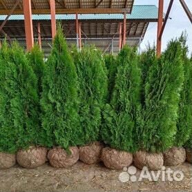 Туя смарагд 1м/2м/3м купить в Санкт-Петербурге по низкой цене с ...