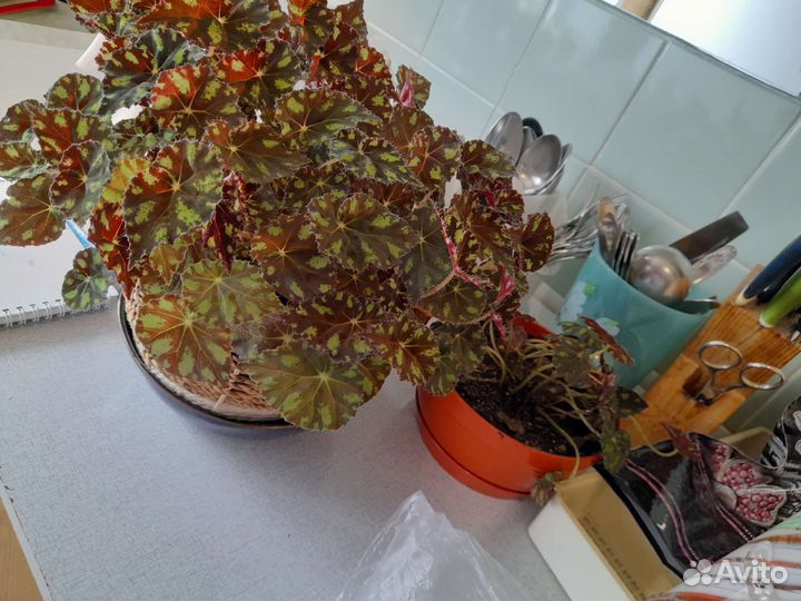 Комнатные цветы