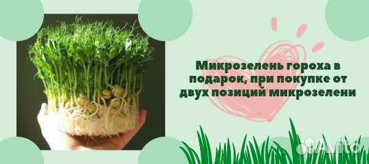 Микрозелень горох 90 р