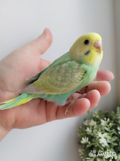 Радужные ручные птенцы волнистого попугая