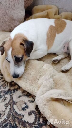 Щенки джек рассел терьер девочка