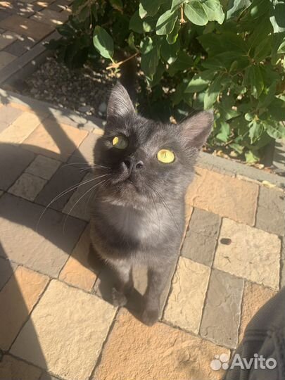 Кот в добрые руки