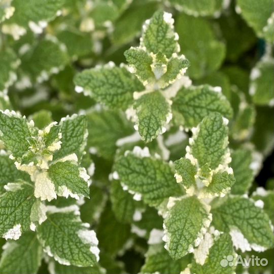 Мята сортовая новинки