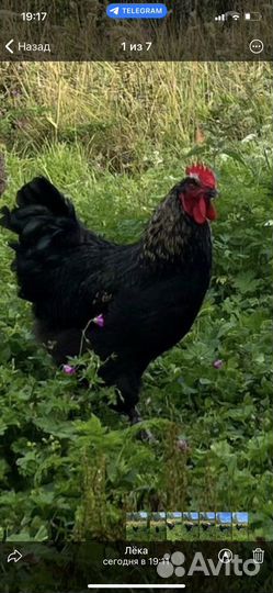 Петух помесной Яйцо Индоутки
