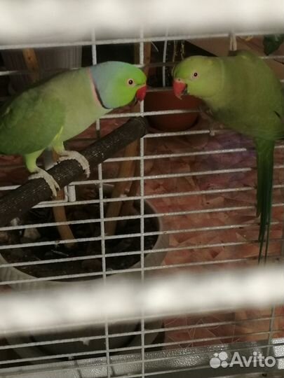 Ожереловые попугаи пара