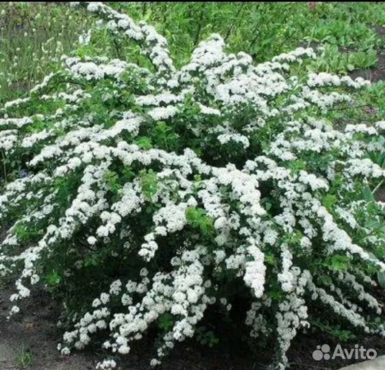 Спирея ниппонская