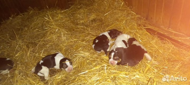 Щенки Русской пегой гончей