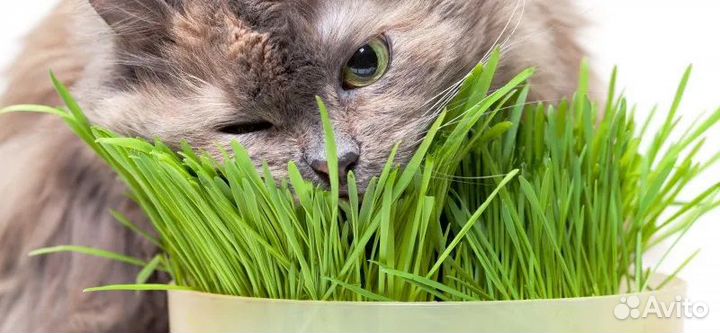 Трава для кошек, Попугаев,собачек, грызунов зелень