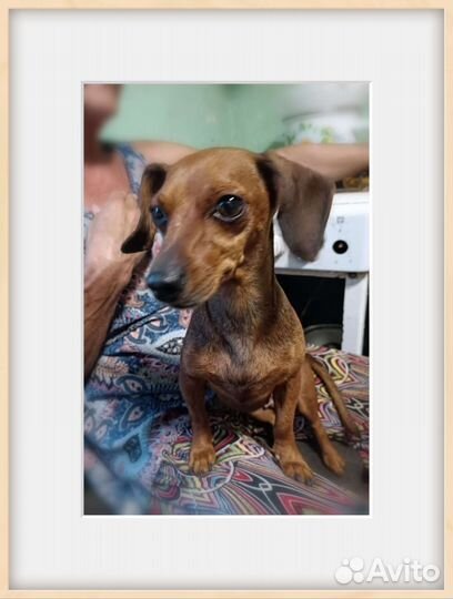 Кроличья такса в добрые руки