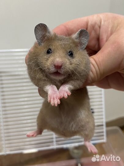 Хомячата из питомника